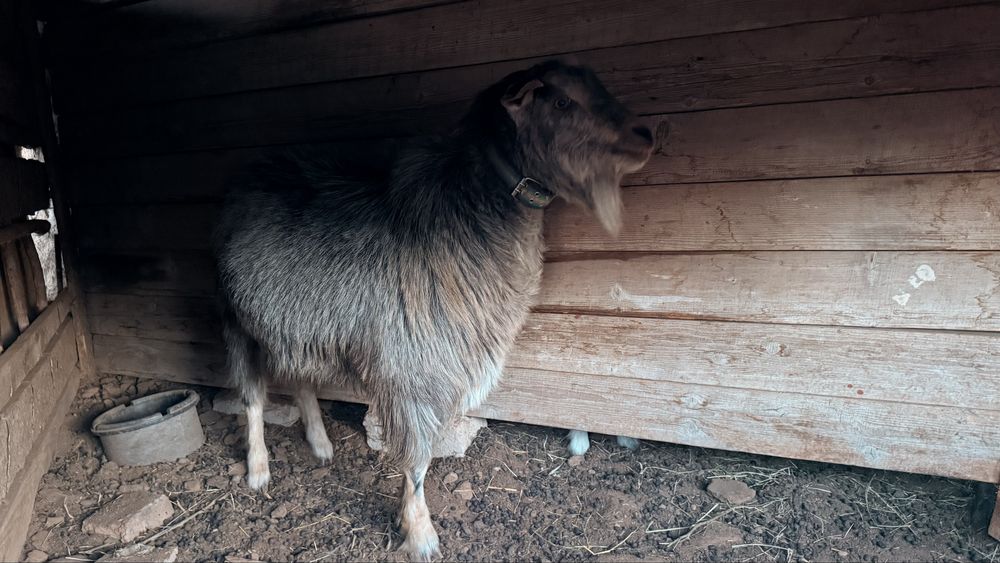 Пародалық Теке мен ешкі сатылады