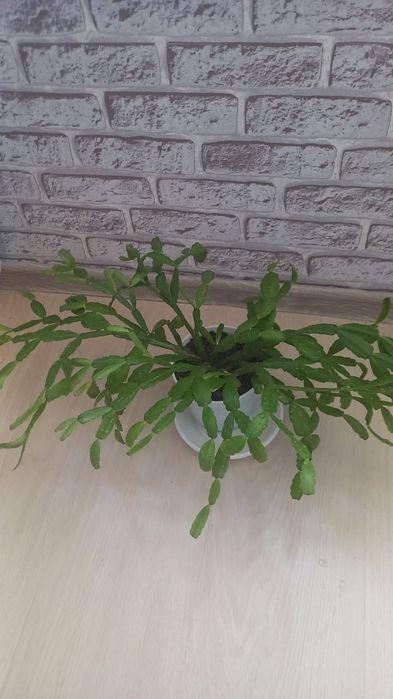 Продам комнатные цветы