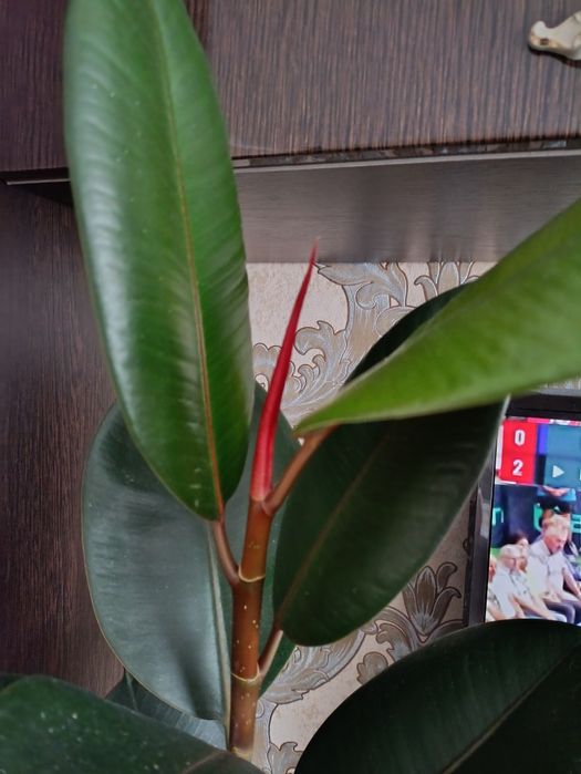 Фикус большой...