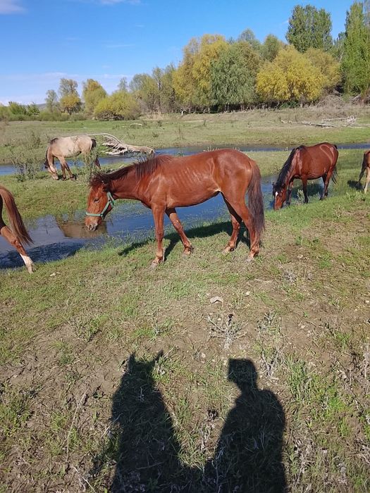 Продаю лошадь, 2 года