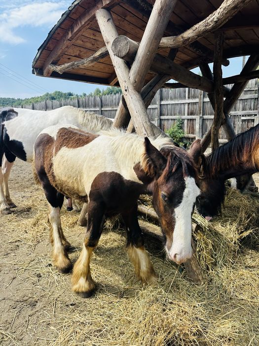 Vand mânz Gypsy Vanner