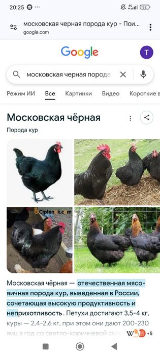 Яйца домашние свежие