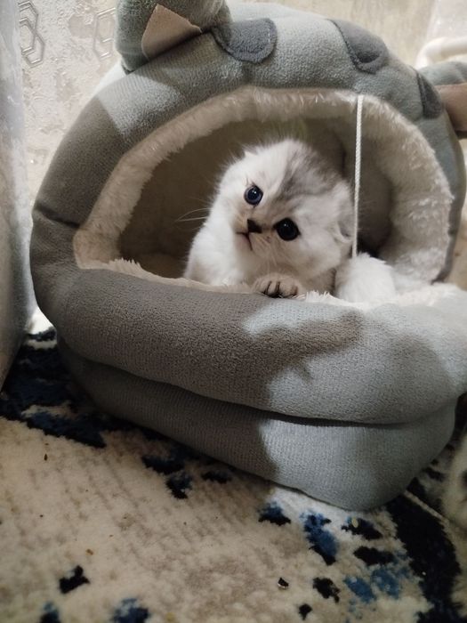 Shotlandski parodali mushucha srochna sotilad