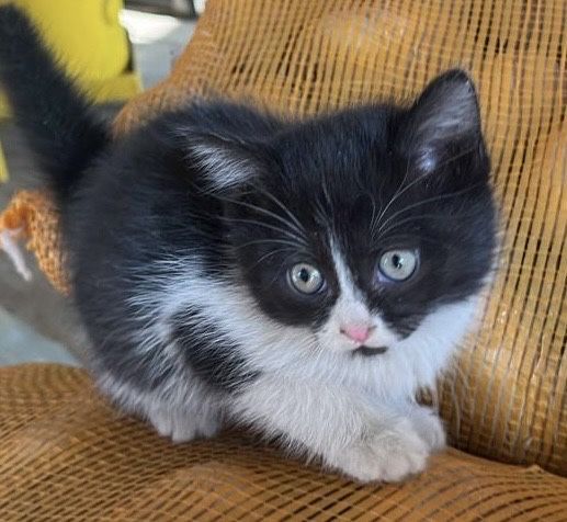 Отдам котят в добрые руки