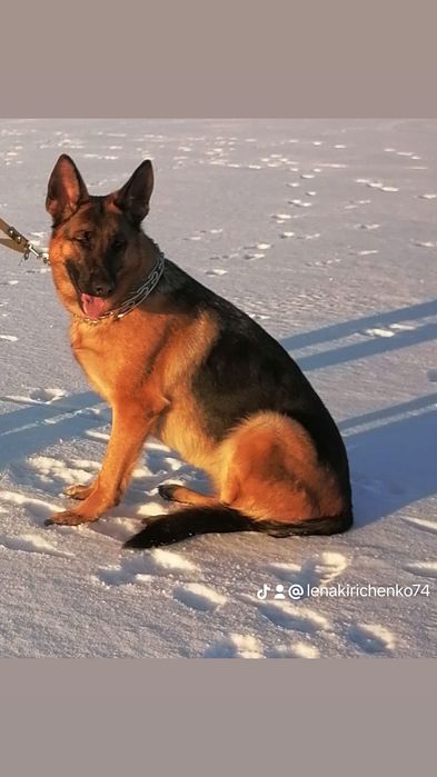 Немецкая овчарка,вязка