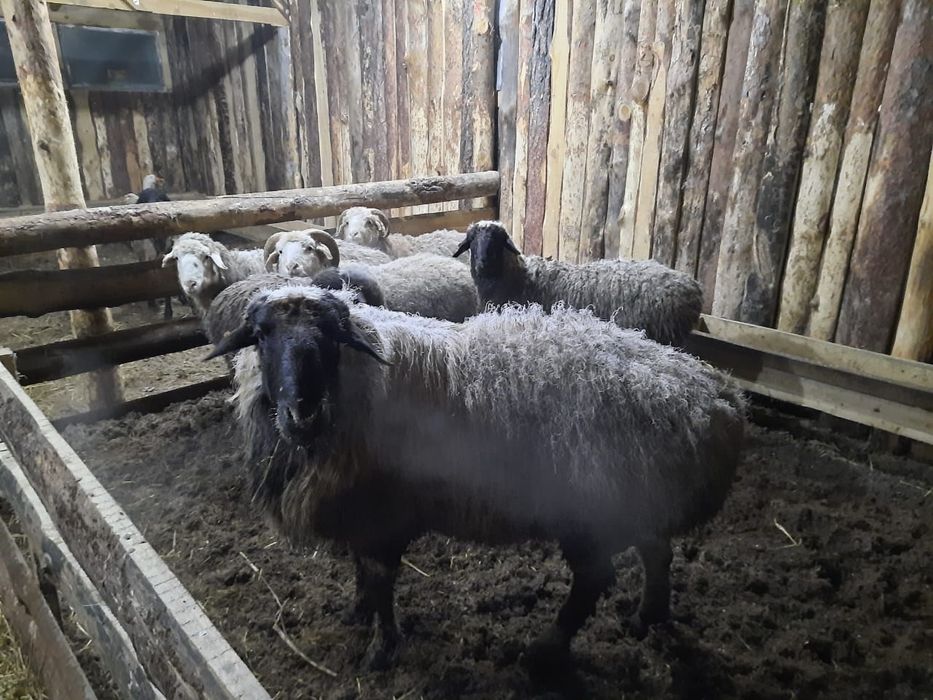 Продам рабочего барана