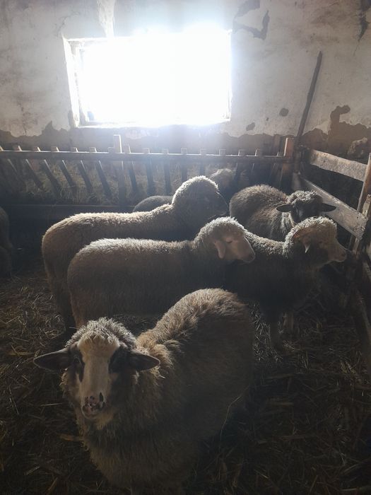 Berbecuti de vanzare