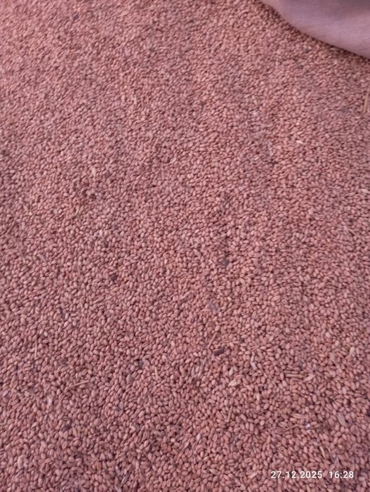 Продам Пшеницу(зерно)