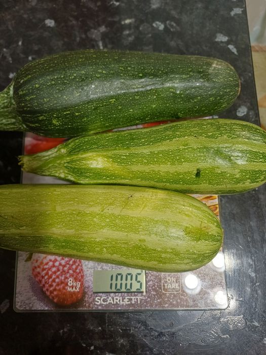 Продам кабачки 50 тенге.