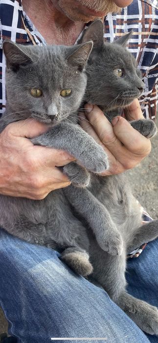 Котики в добрые руки