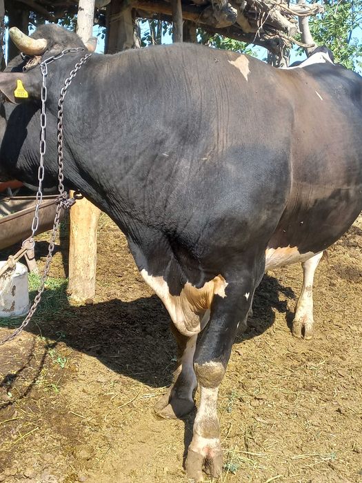 Бокилган букка 1 тонна