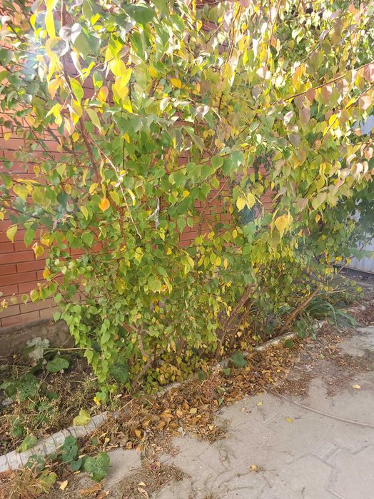 Абрикосовые деревья