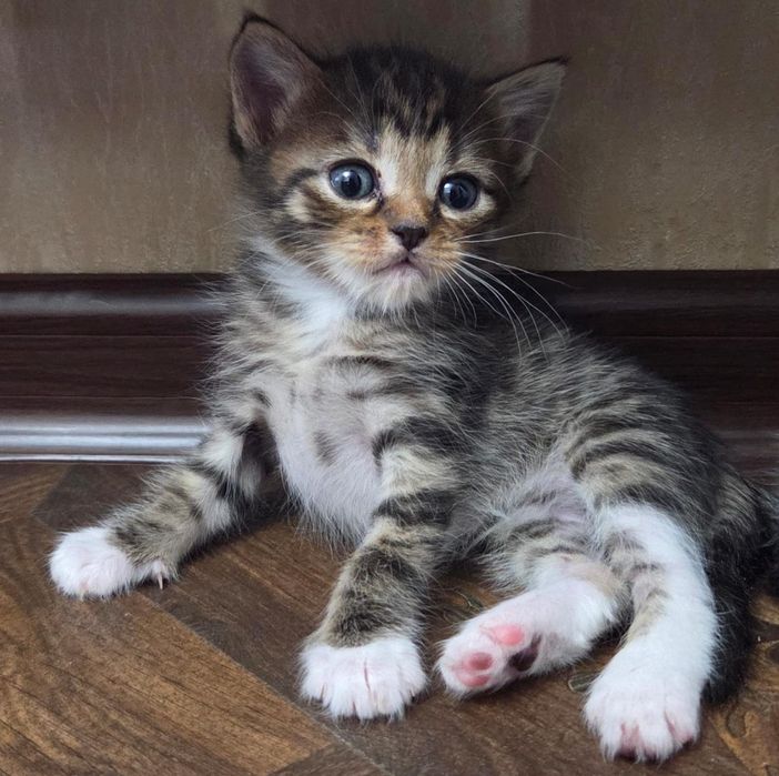 Отдам котят в добрые руки