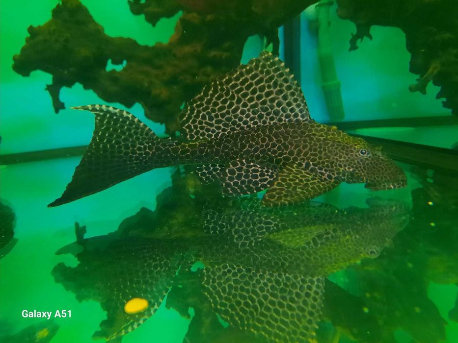 рибки и аквариум