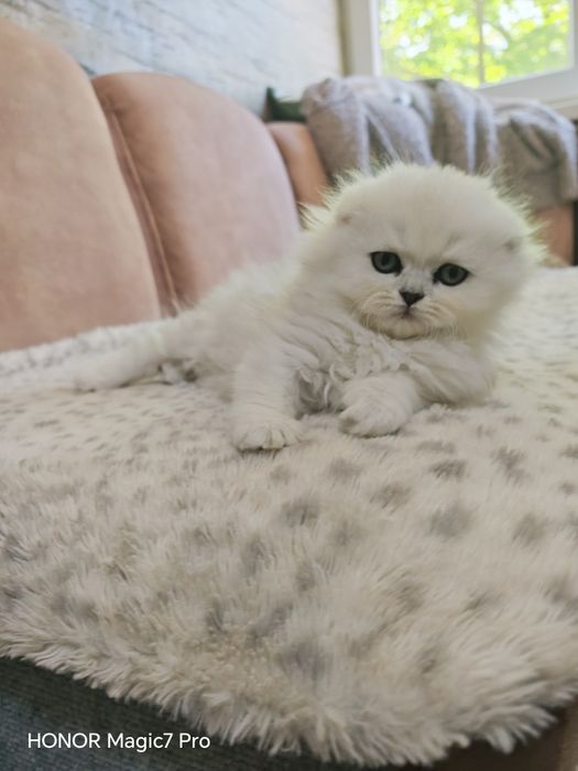 Клепоухи и правоухи сребърни чинчили