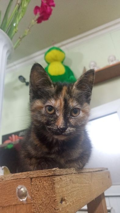 Котята в добрые ручки