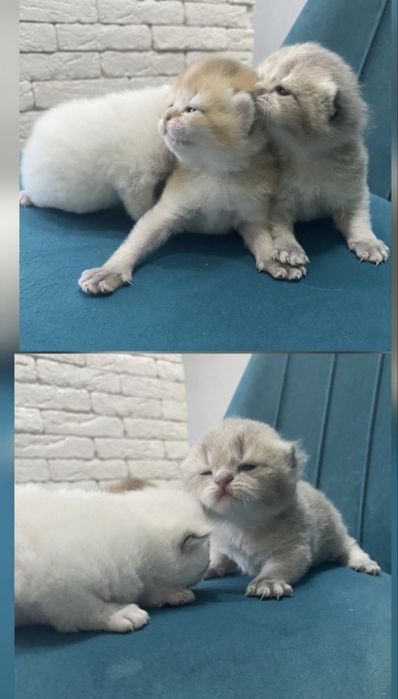 Племенной Кот, Вязка прямоухий