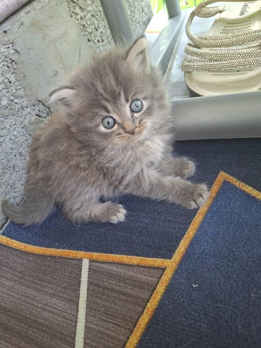 Котёнок Породистый