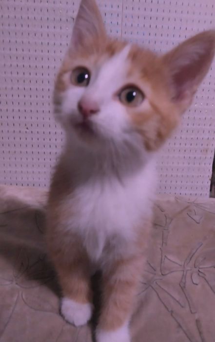 Котята 2 месяца.