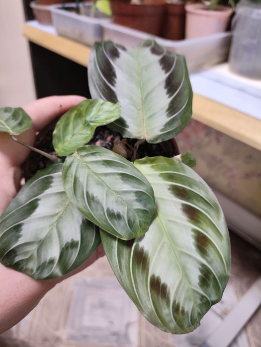 Комнатные растения