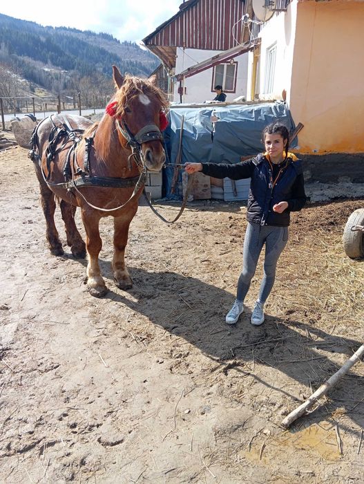 Armăsar de 6 ani de vânzare