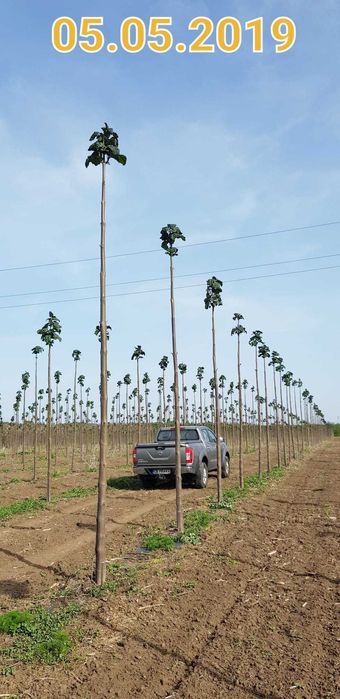 Пауловния БГ ООД   фиданки Shan Tong – промо пакети и коренови резници