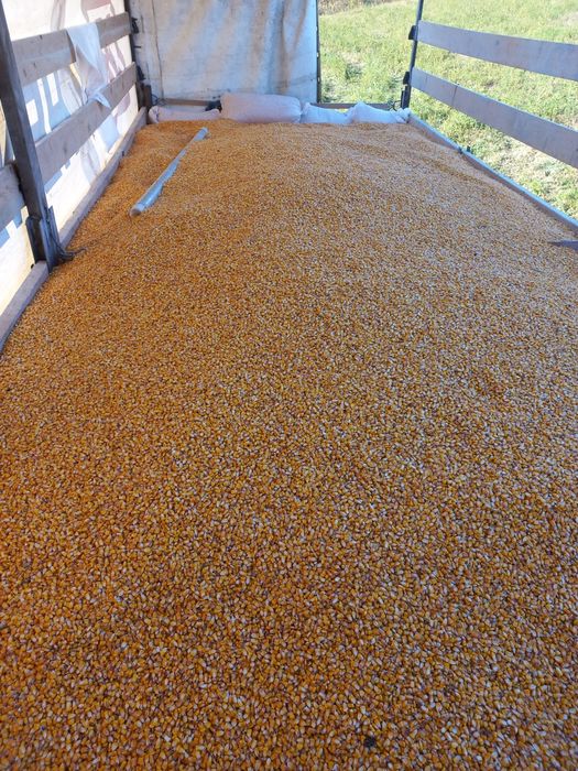 Porumb calitate deosebita grau ,tarate ,uruiala,floare,mazare