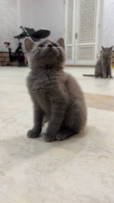 British Shorthair / Scottish Straight mushukchalari sotiladi