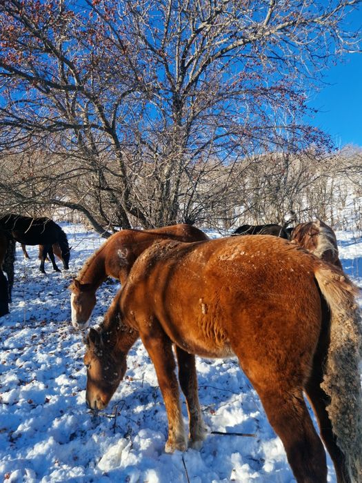 Лошади на согым.
