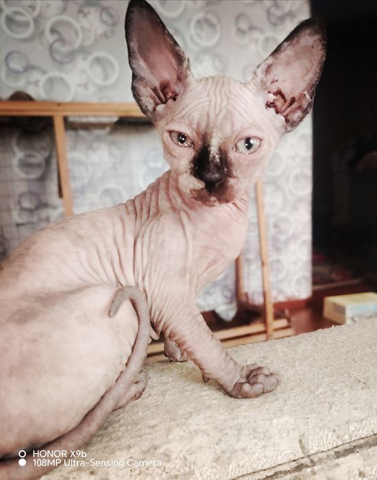 Сфинкс Канадский.