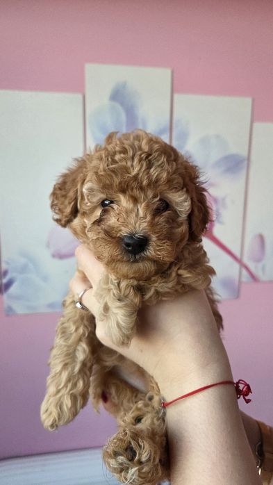 Той пуделчета,момче и момиче.