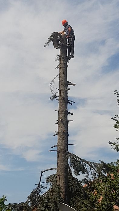 Tăiere copaci defrisari terenuri alpinist utilitar evaluare gratuita