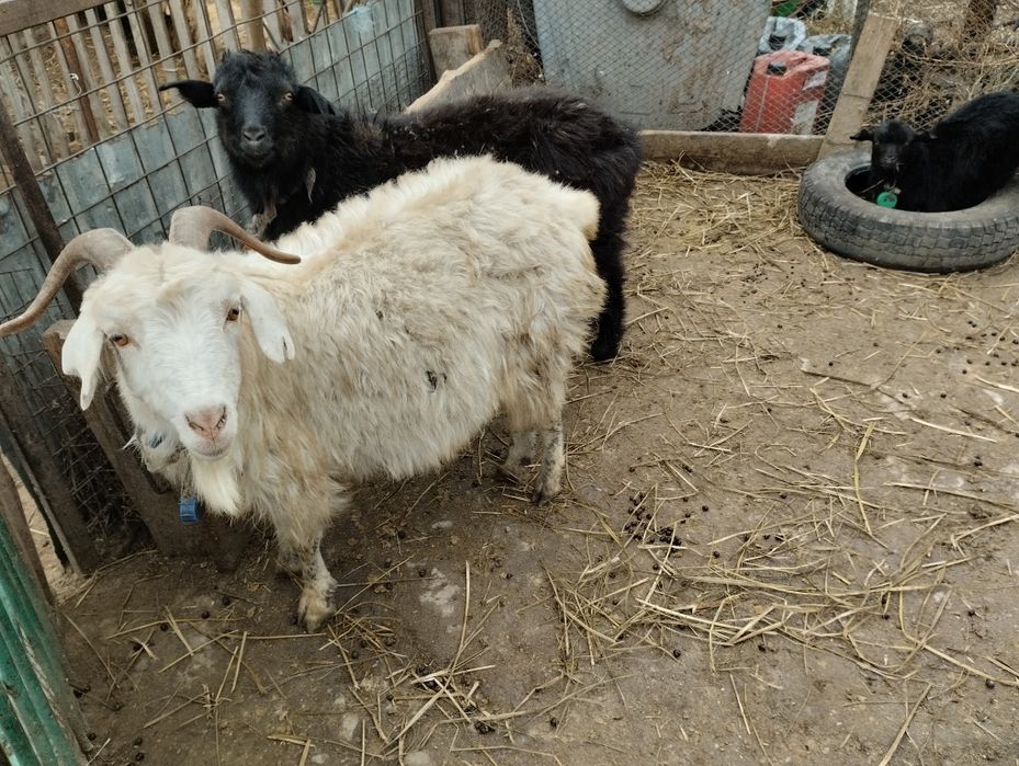 Козлята продаю да