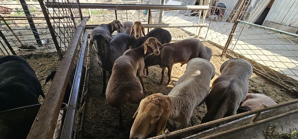 Кучкорлар Сотилади