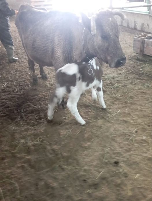 Сауынды сиыр бұзауымен сатылады