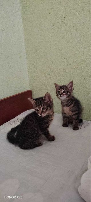 Mushuk bolasi sotiladi