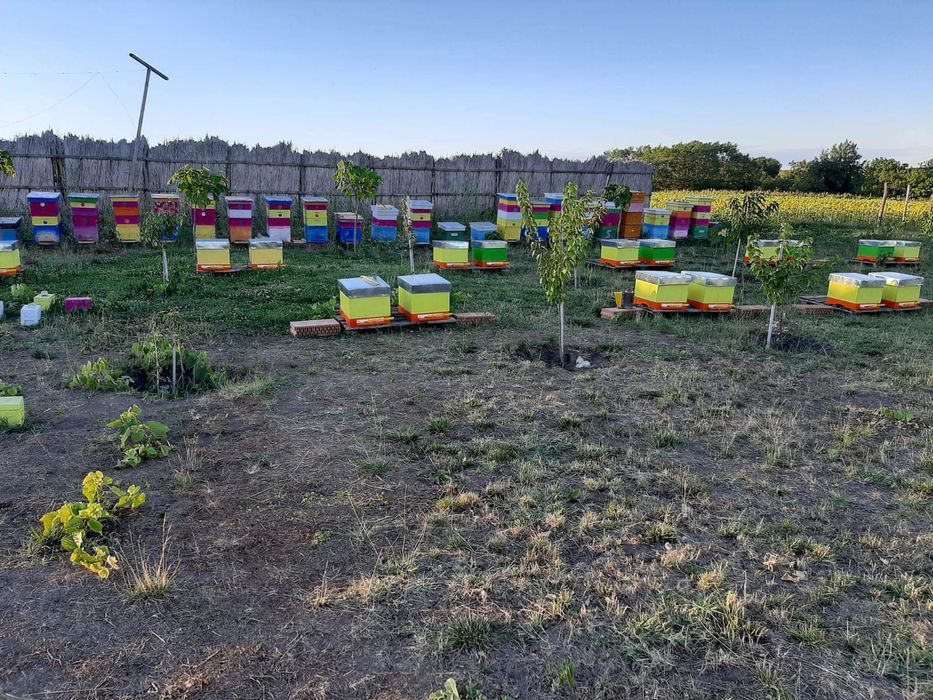 Matci carnica selecționate