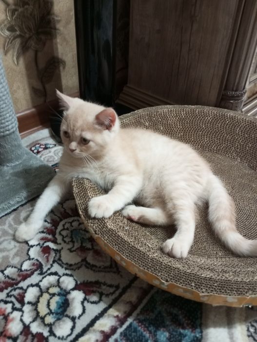 Британцы:Скоттиш Страйт