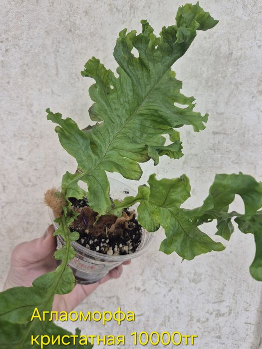 Папоротники сортовые