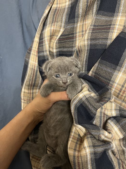 Отдаем котят в добрые руки