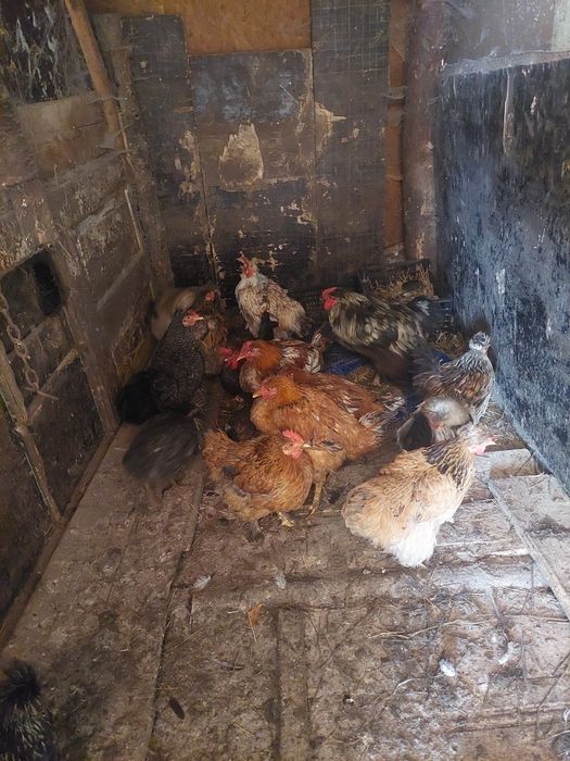 Vând  gaini  și 3 cocoși  sau schimb cu purcei