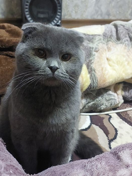 Виязкага мукуш британски