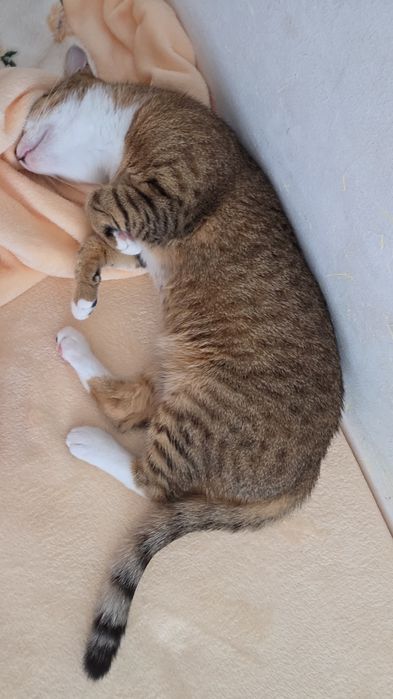 Dau spre adopție cățeluș si 2 pisicuțe