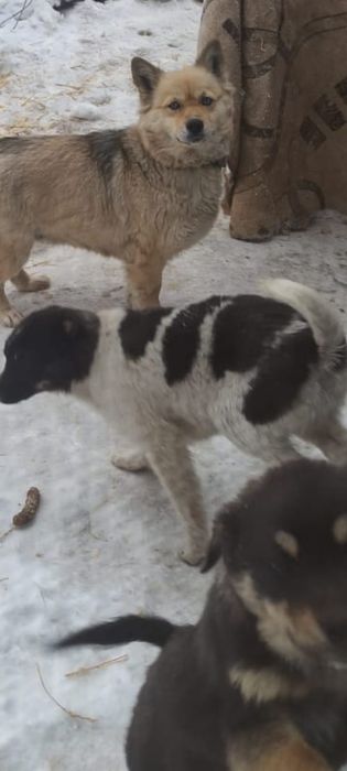 Отдам щенков в добрые руки