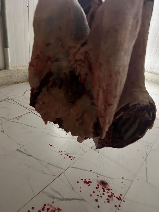 Қасапшы қой,сиыр,жылқы