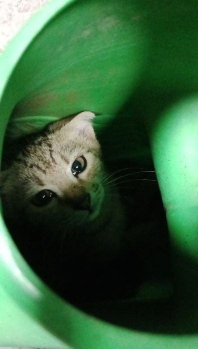Отдам котят даром, очень игривые