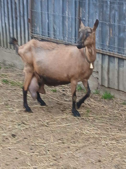 Capra Alpina Franceză