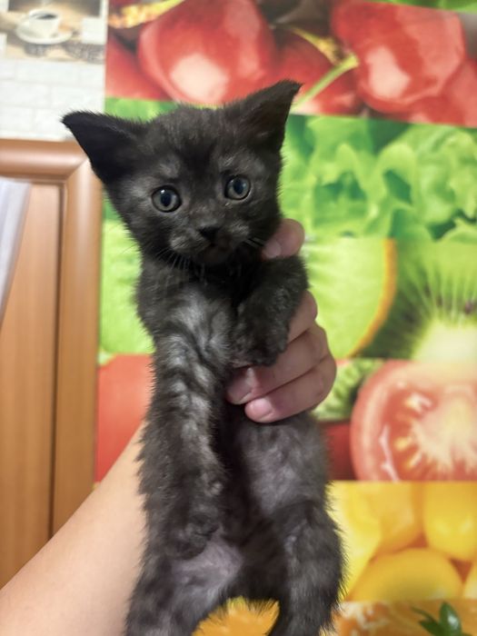 Котята в добрые руки! Очень ласковые
