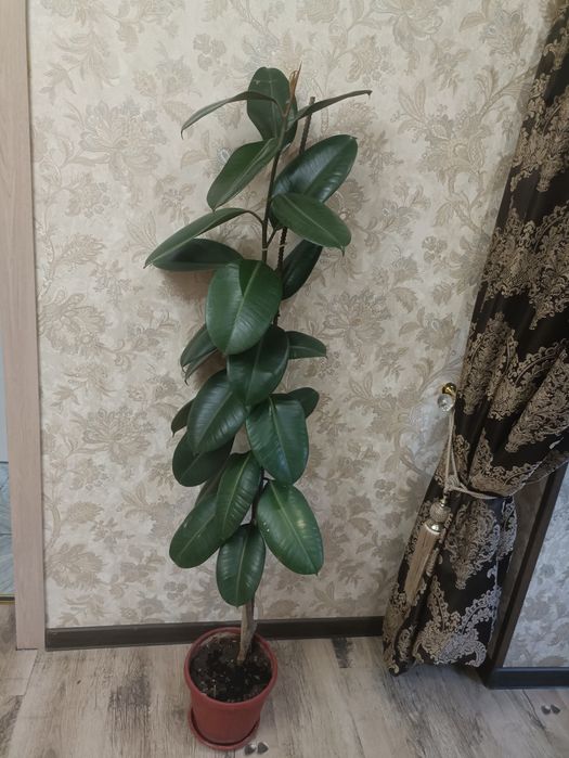 Продам фикусы,есть две штуки