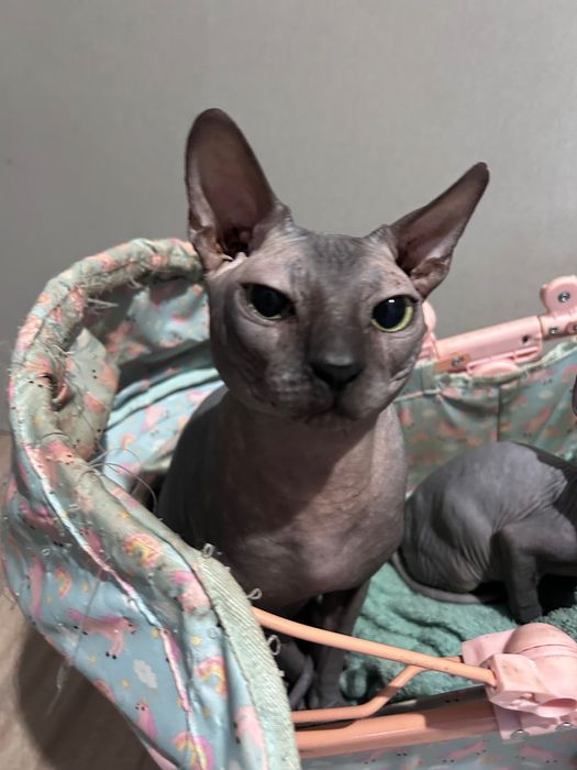 Кот канадский сфинкс лысый